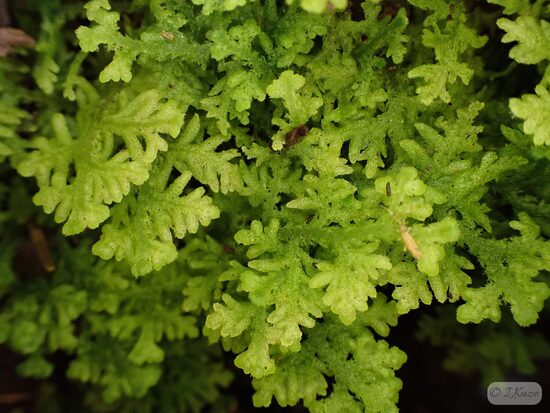 Trichocolea tomentella
